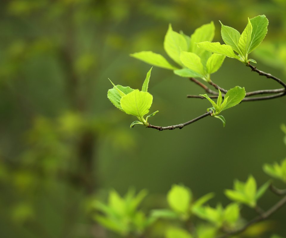 Обои природа, листья, макро, фон, ветки, весна, nature, leaves, macro, background, branches, spring разрешение 3840x2400 Загрузить