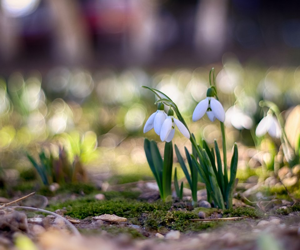 Обои цветы, весна, подснежники, боке, flowers, spring, snowdrops, bokeh разрешение 3840x2400 Загрузить