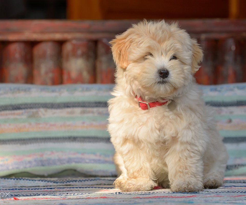 Обои собака, щенок, овчарка, болонка, jordache, румынская овчарка, dog, puppy, shepherd, lapdog, romanian shepherd разрешение 1920x1200 Загрузить