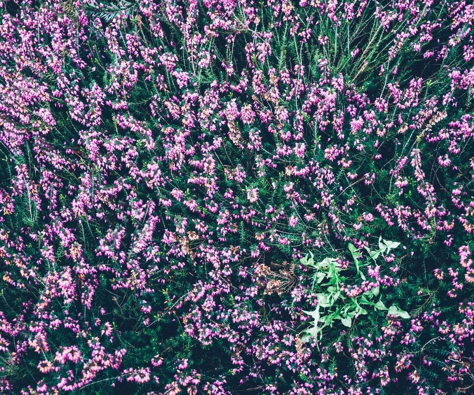 Обои цветы, вид сверху, много, вереск, flowers, the view from the top, a lot, heather разрешение 5963x3975 Загрузить