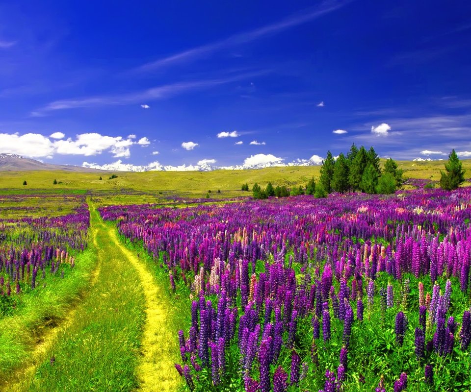 Обои небо, дорога, цветы, облака, поле, люпины, the sky, road, flowers, clouds, field, lupins разрешение 3840x2160 Загрузить