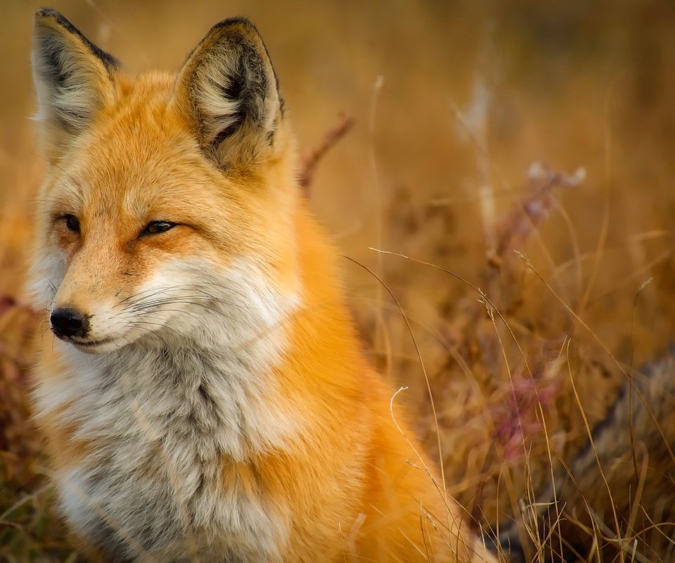 Обои морда, природа, фон, лиса, лисица, face, nature, background, fox разрешение 2200x1469 Загрузить