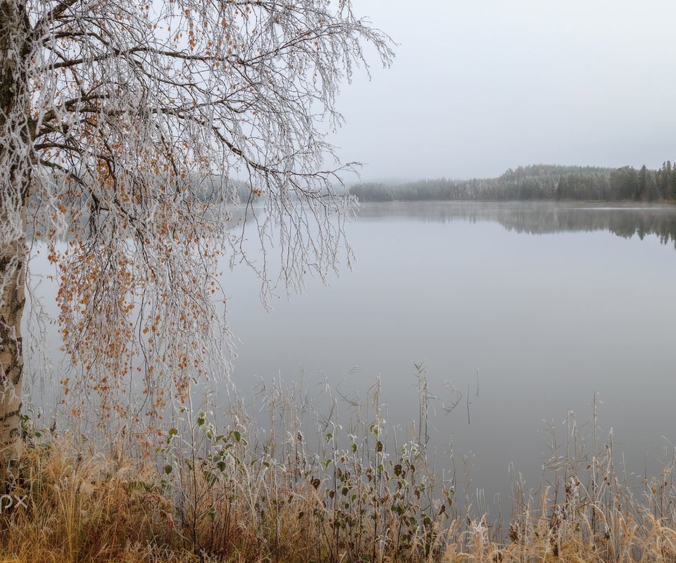 Обои трава, озеро, дерево, отражение, ветки, осень, береза, grass, lake, tree, reflection, branches, autumn, birch разрешение 1920x1200 Загрузить