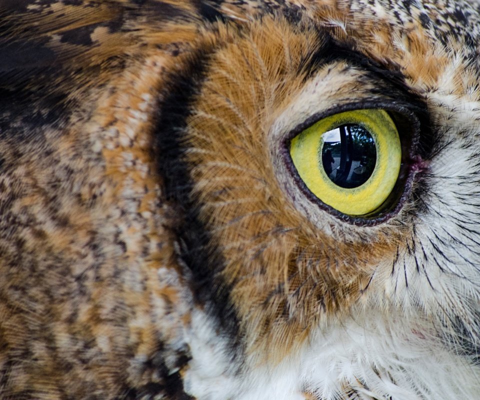 Обои сова, птица, глаз, крупным планом, owl, bird, eyes, closeup разрешение 4466x2977 Загрузить