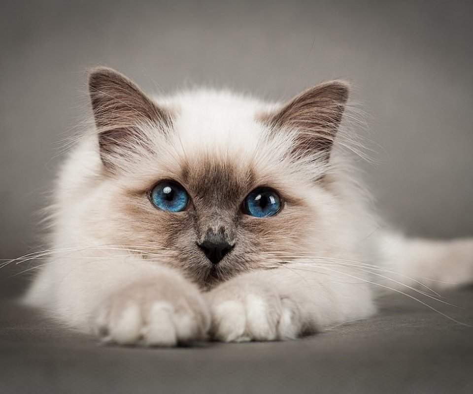 Обои кот, мордочка, кошка, голубые глаза, лапки, котик, бирманская кошка, бирма, cat, muzzle, blue eyes, legs, burmese, burma разрешение 1920x1280 Загрузить