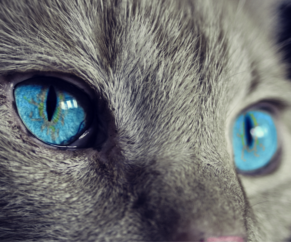 Обои кот, мордочка, кошка, взгляд, голубые глаза, крупным планом, cat, muzzle, look, blue eyes, closeup разрешение 3677x2310 Загрузить