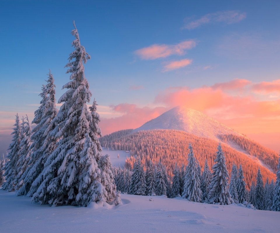 Обои деревья, горы, снег, закат, зима, сосны, карпаты, trees, mountains, snow, sunset, winter, pine, carpathians разрешение 4000x2670 Загрузить