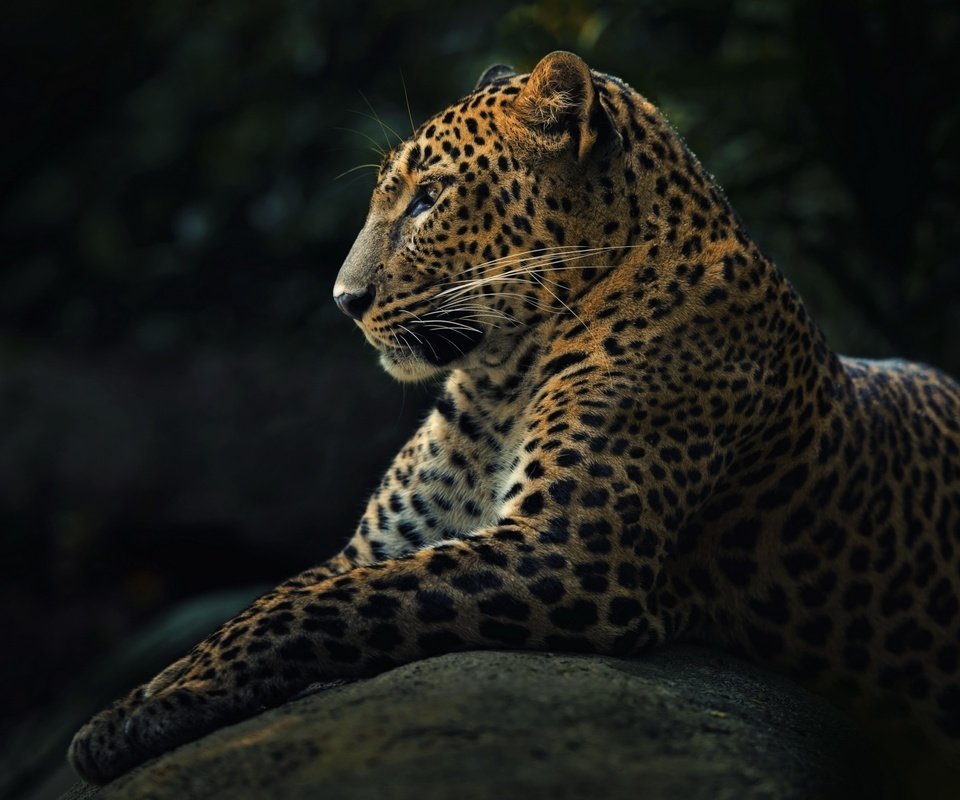 Обои морда, лапы, леопард, хищник, профиль, животное, face, paws, leopard, predator, profile, animal разрешение 2560x1600 Загрузить