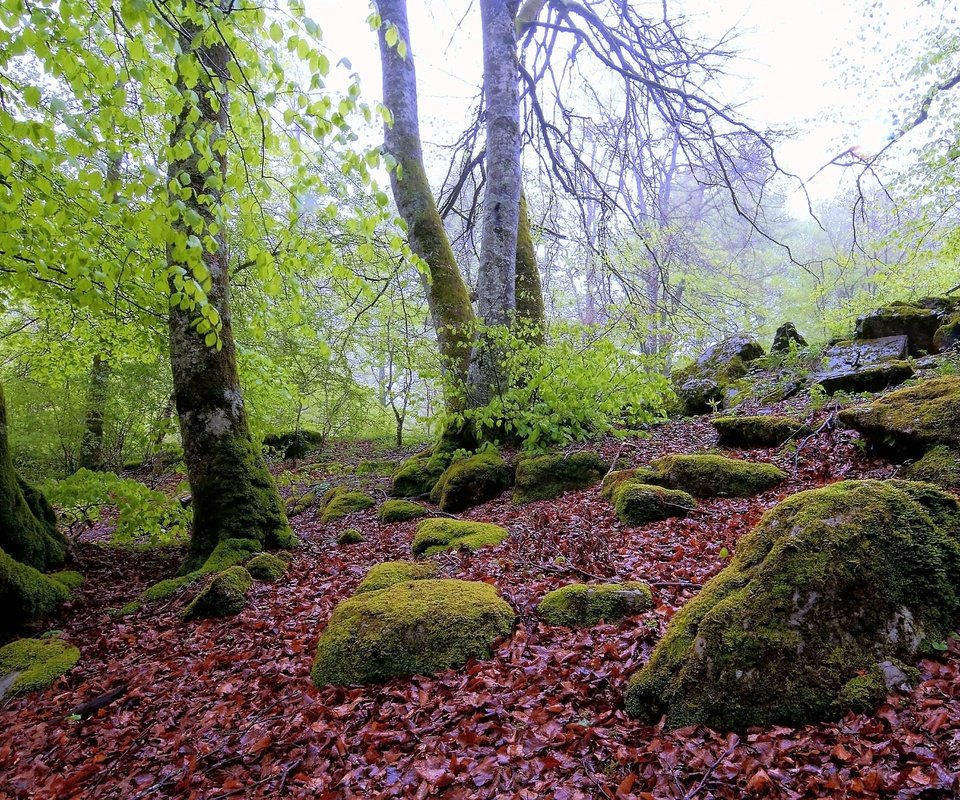 Обои деревья, камни, лес, пейзаж, осень, мох, валуны, осенние листья, trees, stones, forest, landscape, autumn, moss, boulders, autumn leaves разрешение 4288x2848 Загрузить