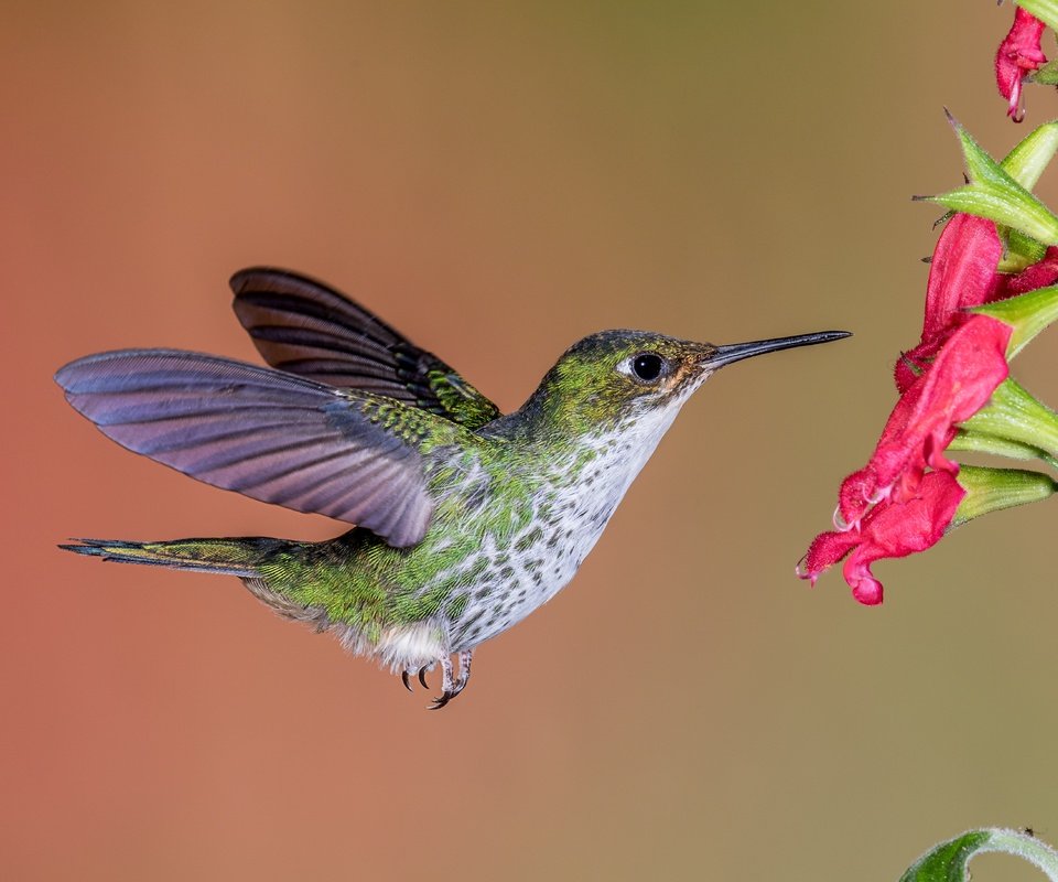 Обои полет, цветок, крылья, птица, клюв, перья, колибри, flight, flower, wings, bird, beak, feathers, hummingbird разрешение 5472x3648 Загрузить