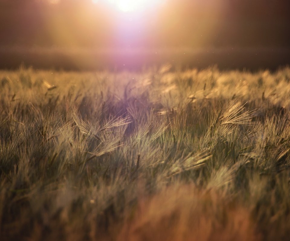 Обои трава, природа, горизонт, колоски, растение, grass, nature, horizon, spikelets, plant разрешение 5494x3853 Загрузить