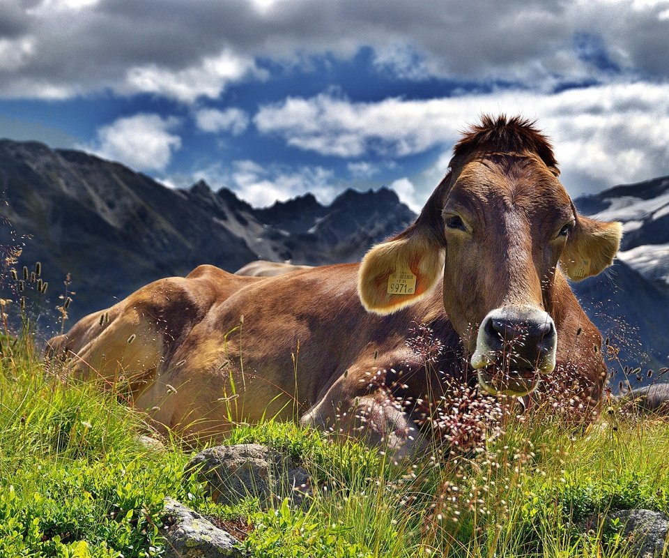 Обои пейзаж, отдых, корова, альпы, домашний скот, крупный рогатый скот, жвачные животные, landscape, stay, cow, alps, livestock разрешение 3463x2597 Загрузить