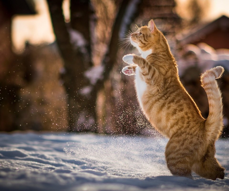 Обои снег, зима, кот, кошка, животное, рыжий, хвост, snow, winter, cat, animal, red, tail разрешение 2048x1236 Загрузить