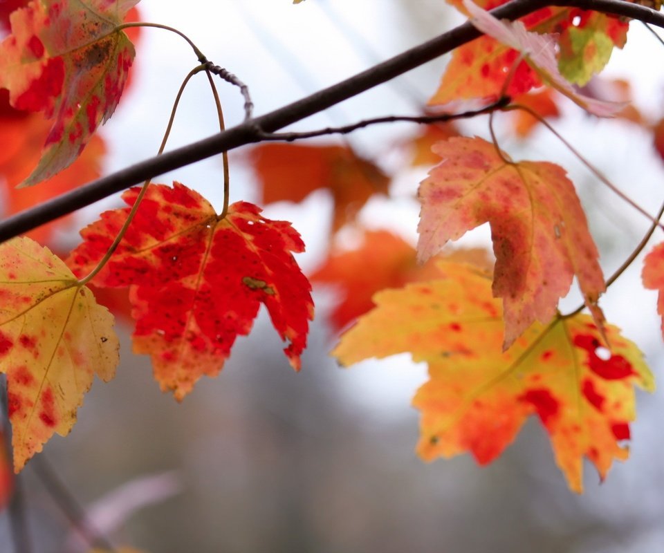 Обои ветка, природа, листья, осень, клен, кленовый лист, branch, nature, leaves, autumn, maple, maple leaf разрешение 1920x1200 Загрузить