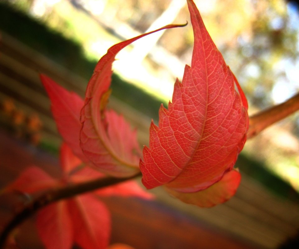 Обои ветка, природа, листья, осень, боке, осенние листья, branch, nature, leaves, autumn, bokeh, autumn leaves разрешение 2820x2196 Загрузить