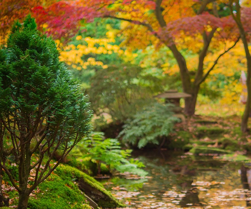 Обои деревья, вода, река, ручей, осень, япония, сад, trees, water, river, stream, autumn, japan, garden разрешение 4199x2796 Загрузить