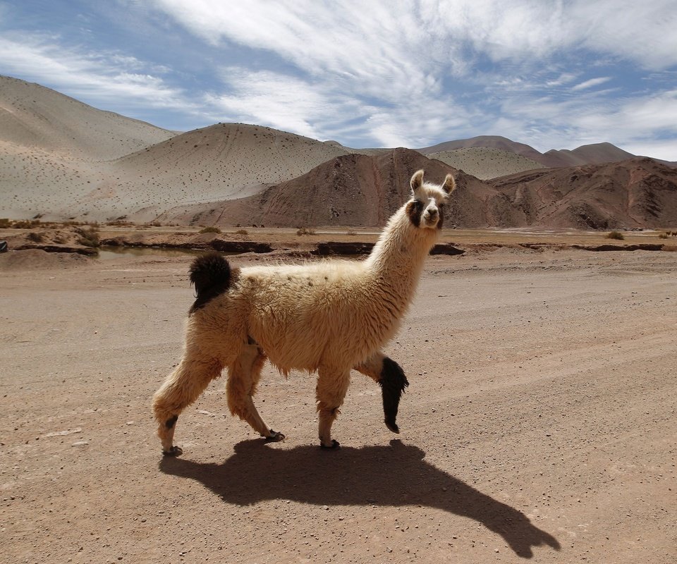 Обои дорога, горы, тень, животное, лама, альпака, альпаки, road, mountains, shadow, animal, lama, alpaca разрешение 3000x2113 Загрузить