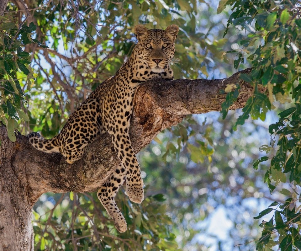 Обои ветка, дерево, лежит, леопард, хищник, большая кошка, branch, tree, lies, leopard, predator, big cat разрешение 2560x1600 Загрузить