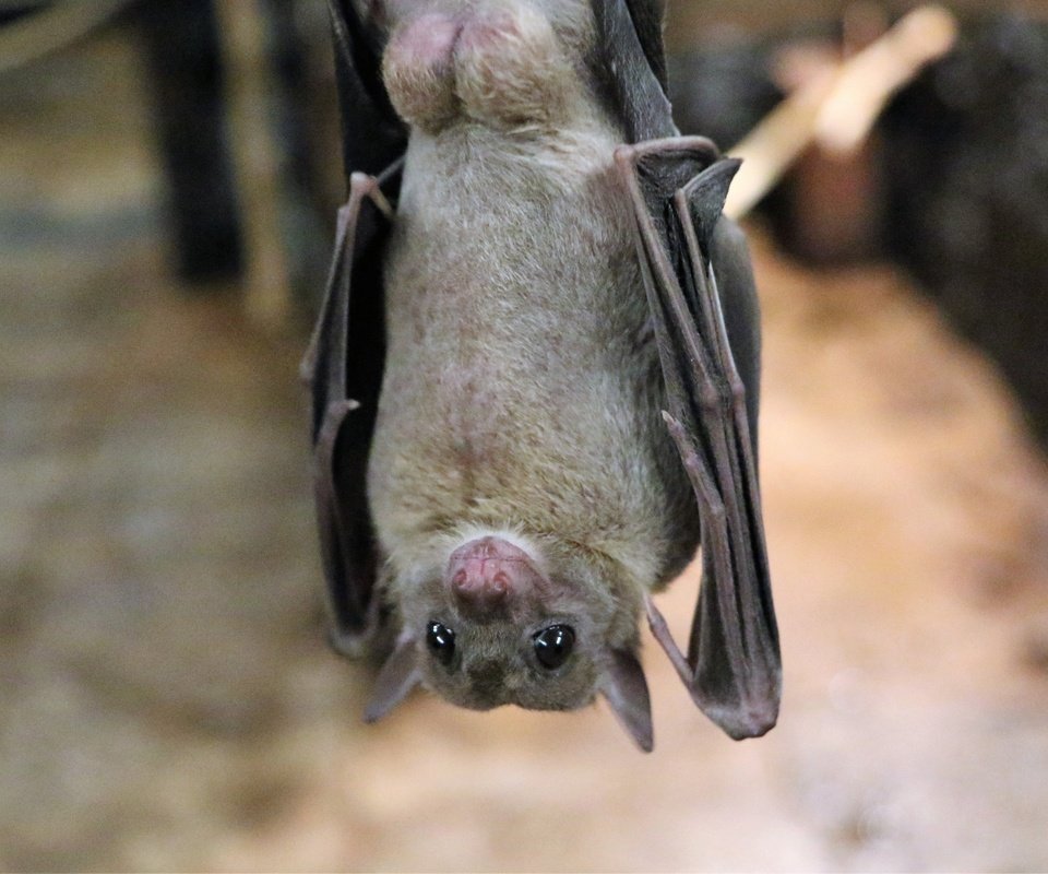 Обои животное, летучая мышь, рукокрылые, ночница, animal, bat, bats разрешение 1920x1200 Загрузить