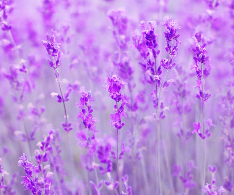 Обои цветы, поле, лаванда, размытость, flowers, field, lavender, blur разрешение 1920x1200 Загрузить