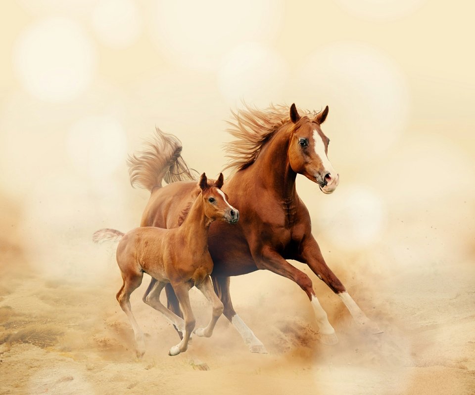 Обои лошадь, лошади, кони, пыль, грива, бег, копыта, жеребенок, horse, horses, dust, mane, running, hooves, foal разрешение 2560x2560 Загрузить
