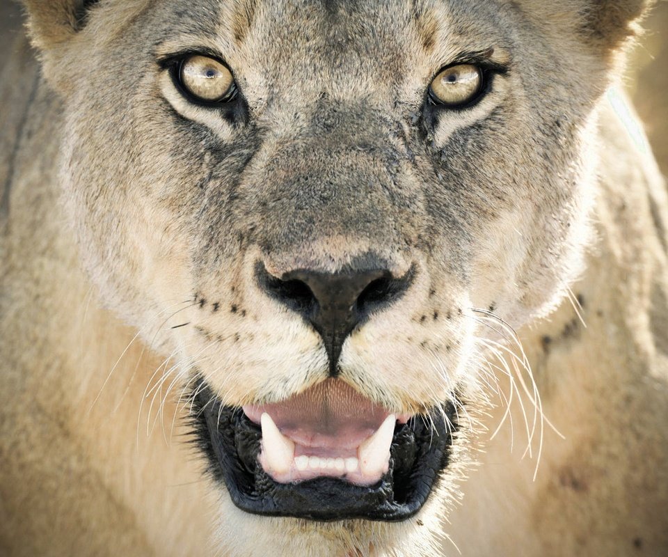 Обои морда, хищник, лев, львица, дикая кошка, крупным планом, face, predator, leo, lioness, wild cat, closeup разрешение 1920x1200 Загрузить