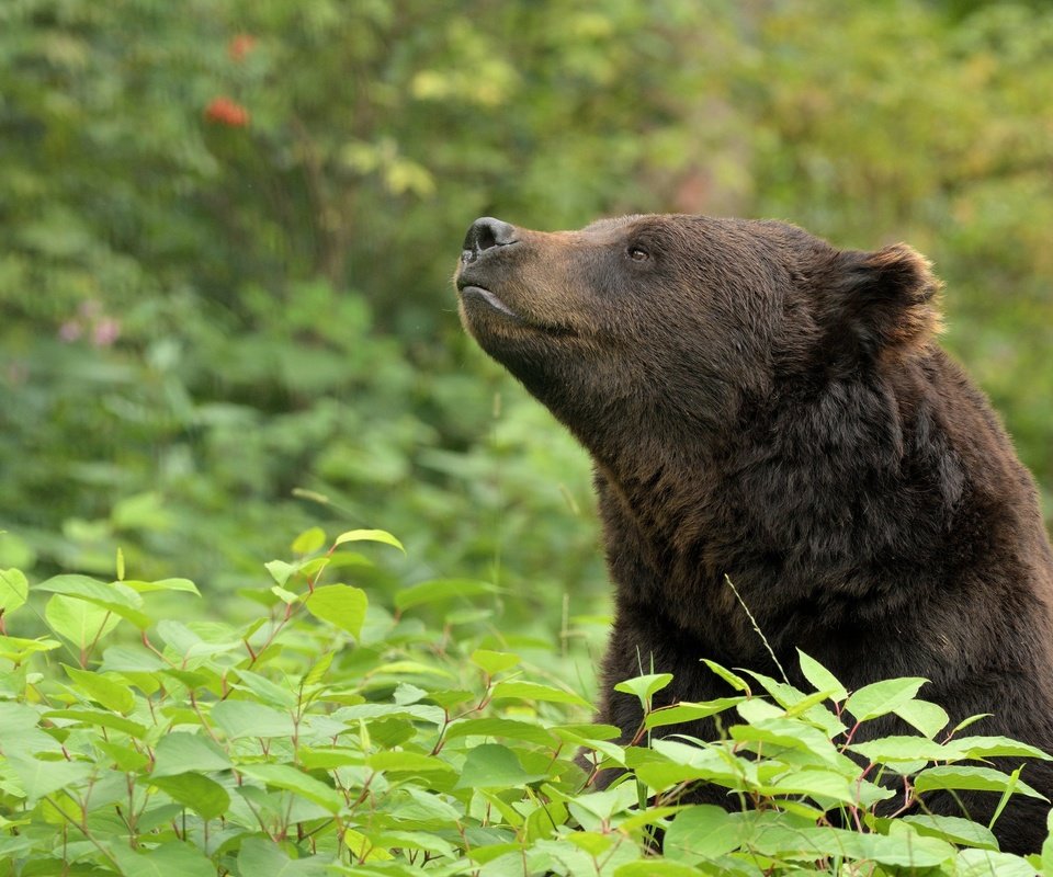 Обои морда, медведь, животное, зеленые листья, дикая природа, face, bear, animal, green leaves, wildlife разрешение 4776x2968 Загрузить