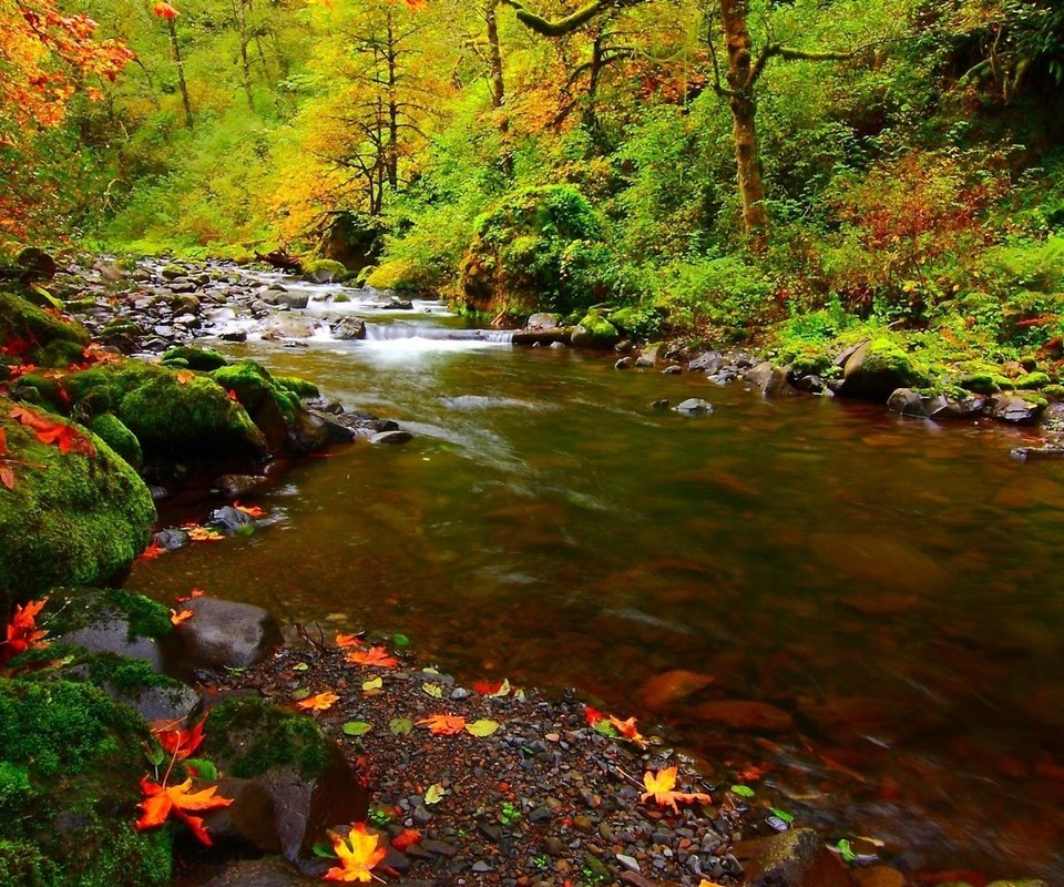 Обои деревья, река, природа, камни, лес, листья, осень, мох, trees, river, nature, stones, forest, leaves, autumn, moss разрешение 1920x1200 Загрузить