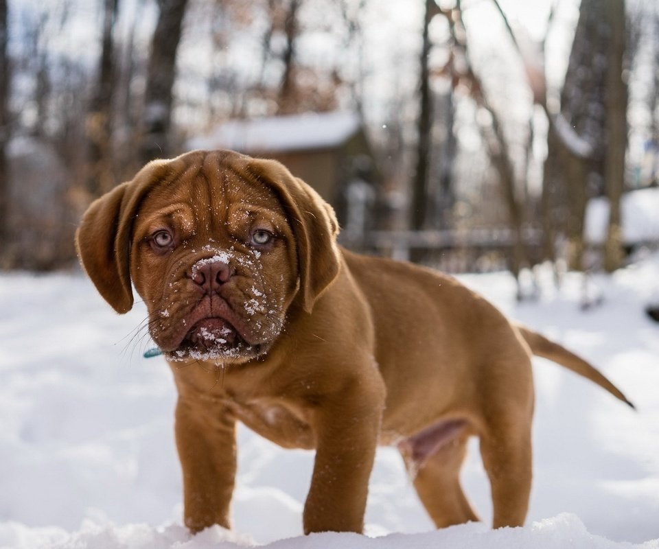 Обои снег, мордочка, взгляд, собака, щенок, бордоский дог, snow, muzzle, look, dog, puppy, dogue de bordeaux разрешение 1920x1200 Загрузить