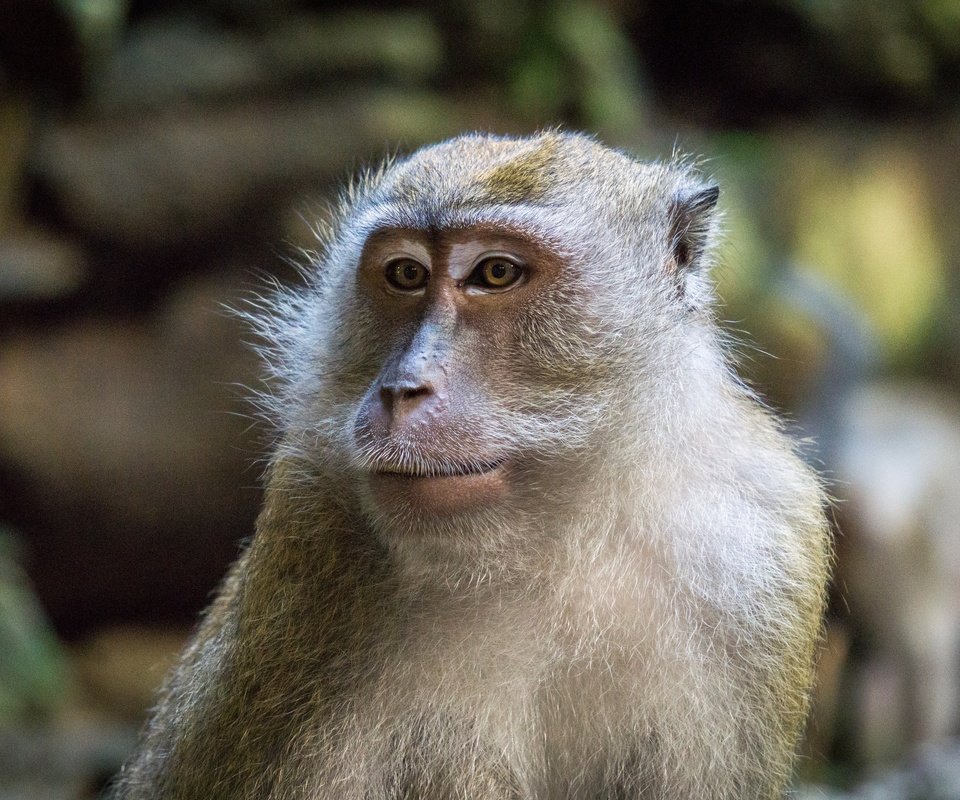 Обои морда, взгляд, обезьяна, примат, макака, face, look, monkey, the primacy of разрешение 6000x4000 Загрузить