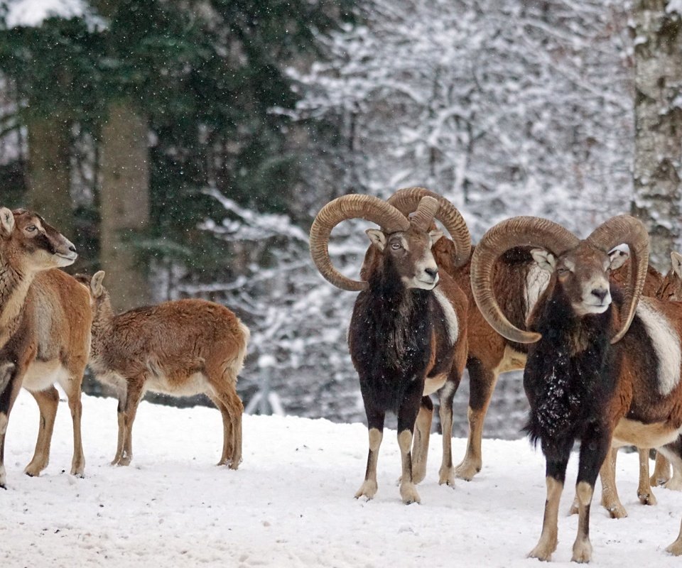 Обои снег, зима, рога, муфлон, бараны, горный баран, snow, winter, horns, mouflon, sheep разрешение 6000x4000 Загрузить