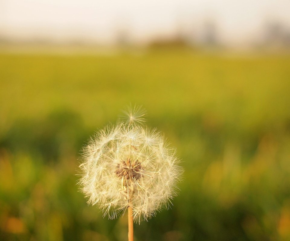 Обои цветок, размытость, одуванчик, семена, пух, пушинки, былинки, flower, blur, dandelion, seeds, fluff, fuzzes, blade разрешение 2400x1352 Загрузить