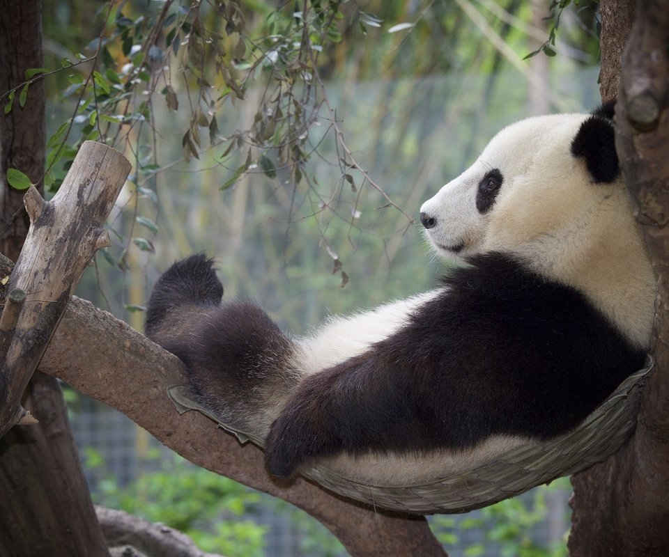 Обои дерево, панда, отдых, бамбуковый медведь, большая панда, tree, panda, stay, bamboo bear, the giant panda разрешение 2048x1365 Загрузить