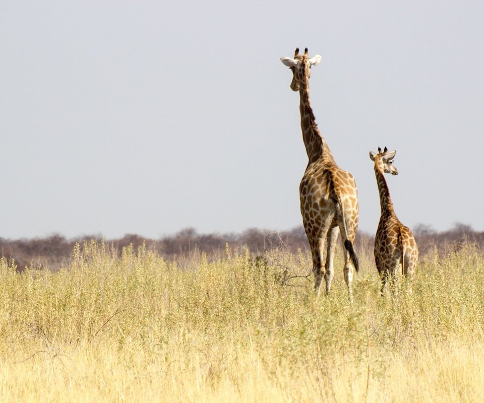 Обои солнце, африка, семья, жираф, дикая природа, жирафы, намибия, the sun, africa, family, giraffe, wildlife, giraffes, namibia разрешение 2048x1365 Загрузить