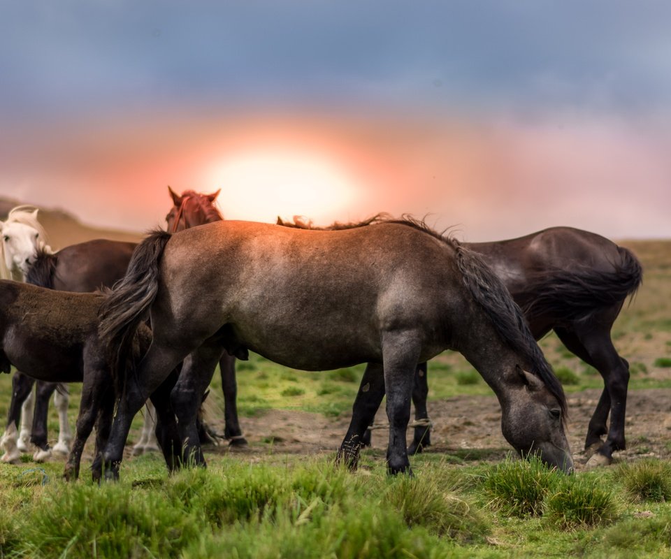 Обои небо, трава, природа, закат, лошади, кони, the sky, grass, nature, sunset, horse, horses разрешение 5999x3183 Загрузить