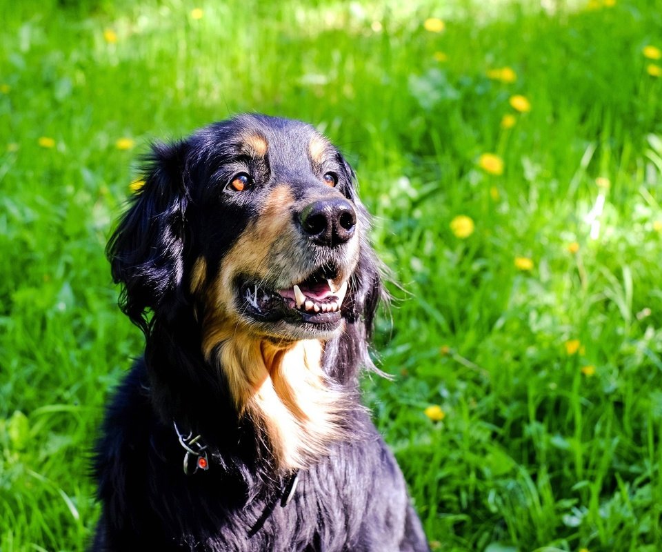 Обои трава, мордочка, взгляд, собака, одуванчики, ховаварт, grass, muzzle, look, dog, dandelions, hovawart разрешение 1920x1281 Загрузить