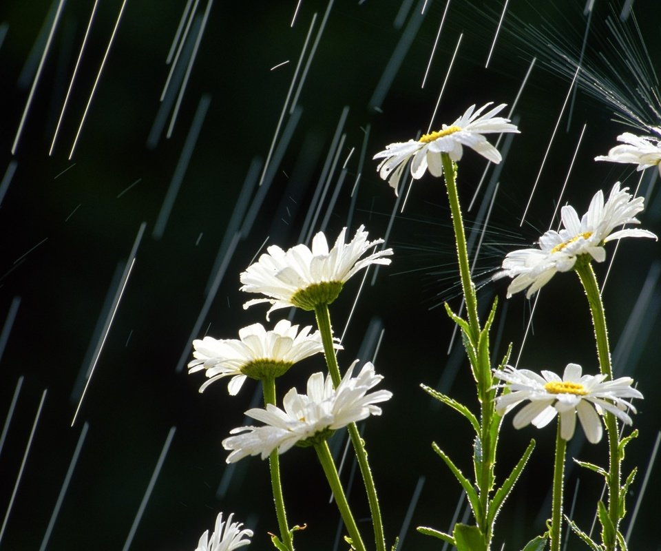 Обои цветы, лепестки, дождь, ромашки, белые, стебли, flowers, petals, rain, chamomile, white, stems разрешение 1920x1080 Загрузить