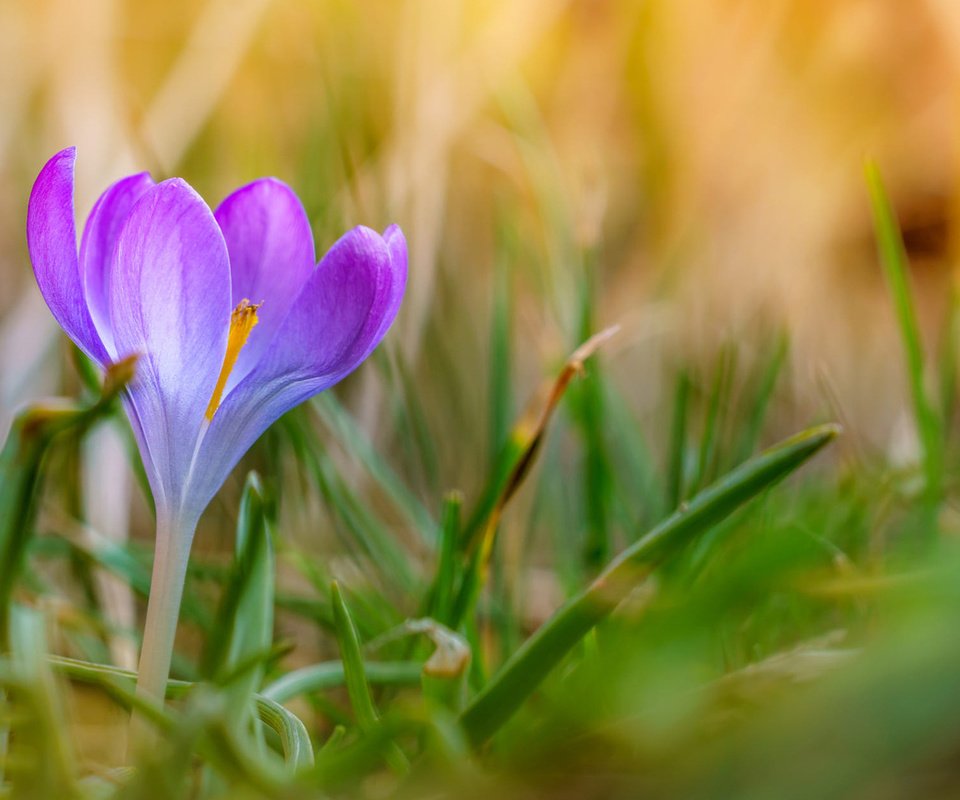 Обои трава, природа, цветок, лепестки, размытость, весна, крокус, grass, nature, flower, petals, blur, spring, krokus разрешение 1920x1200 Загрузить