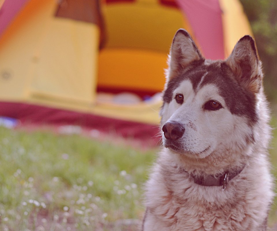 Обои мордочка, взгляд, собака, хаски, ошейник, muzzle, look, dog, husky, collar разрешение 1920x1200 Загрузить