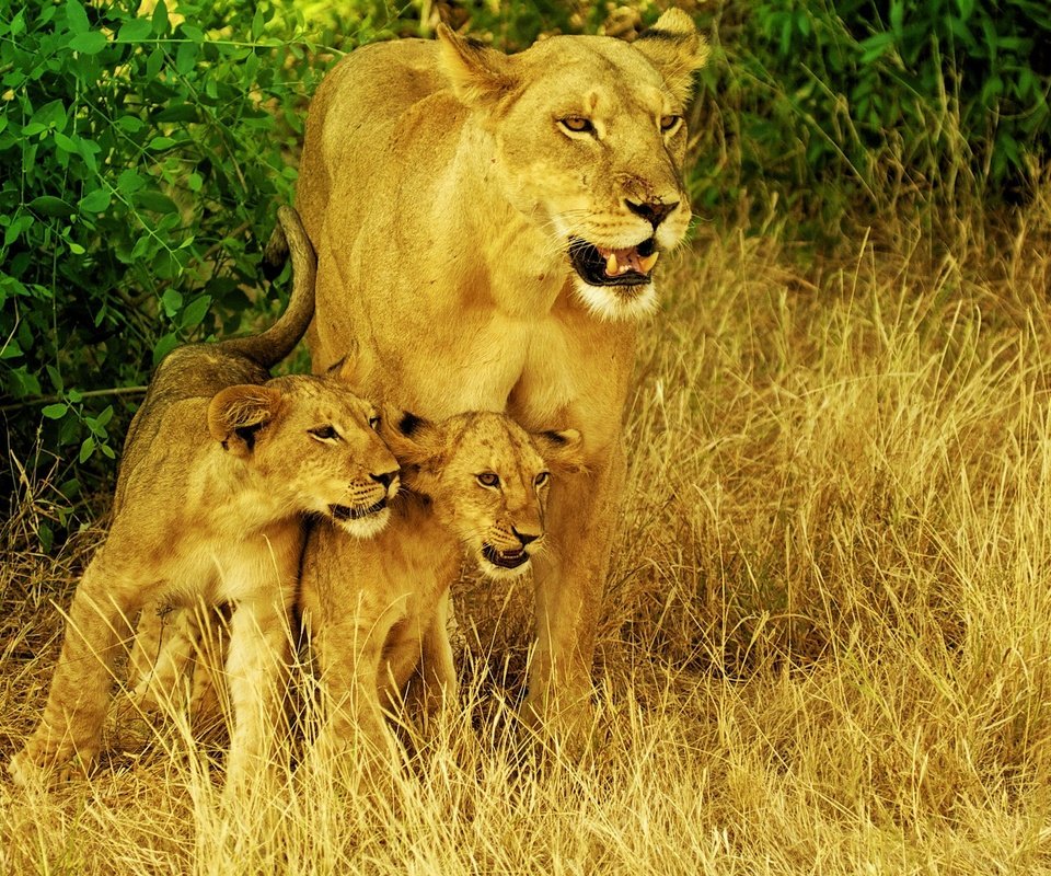Обои хищник, большая кошка, львы, львята, дикая природа, львица, сухая трава, predator, big cat, lions, the cubs, wildlife, lioness, dry grass разрешение 2560x1440 Загрузить