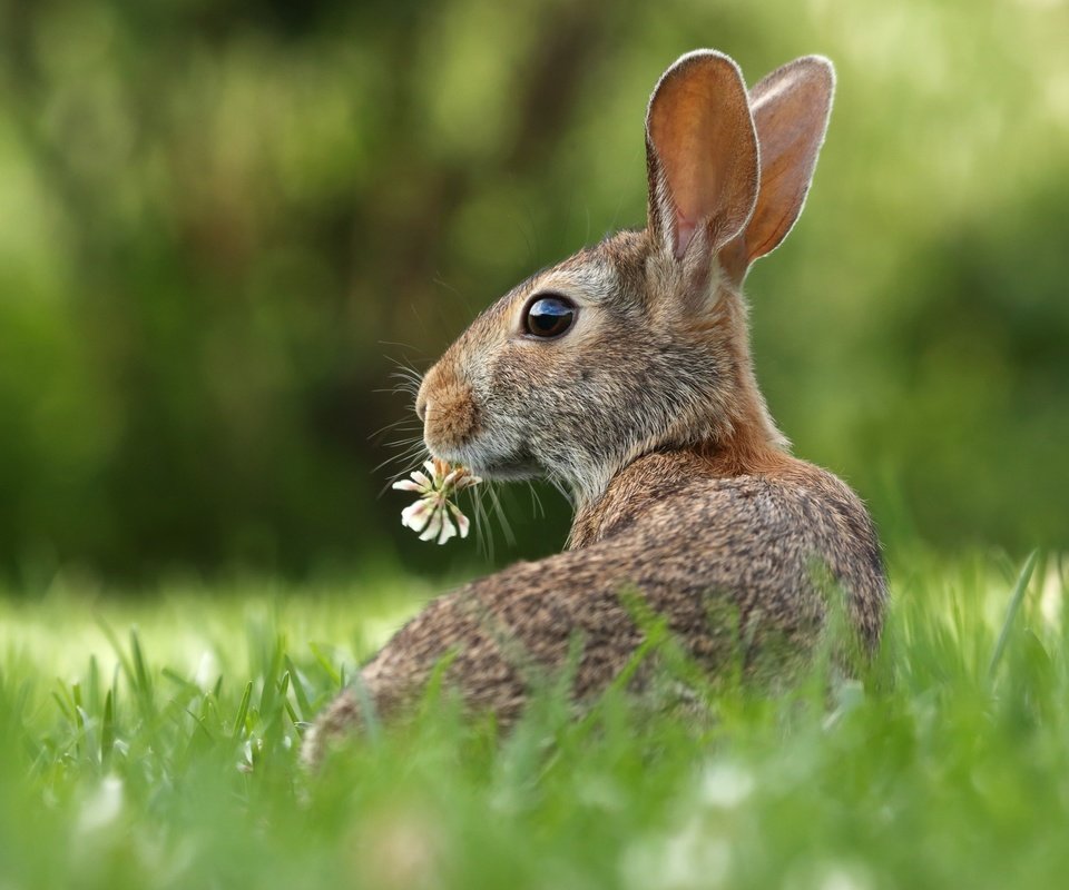 Обои трава, цветок, кролик, животное, уши, зверек, заяц, грызун, grass, flower, rabbit, animal, ears, hare, rodent разрешение 3000x2000 Загрузить