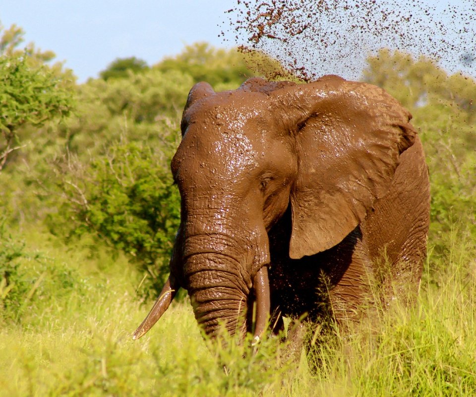 Обои трава, природа, зелень, слон, уши, бивни, grass, nature, greens, elephant, ears, tusks разрешение 5424x3720 Загрузить