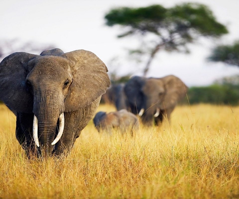 Обои слон, уши, слоны, сухая трава, бивни, elephant, ears, elephants, dry grass, tusks разрешение 1920x1200 Загрузить