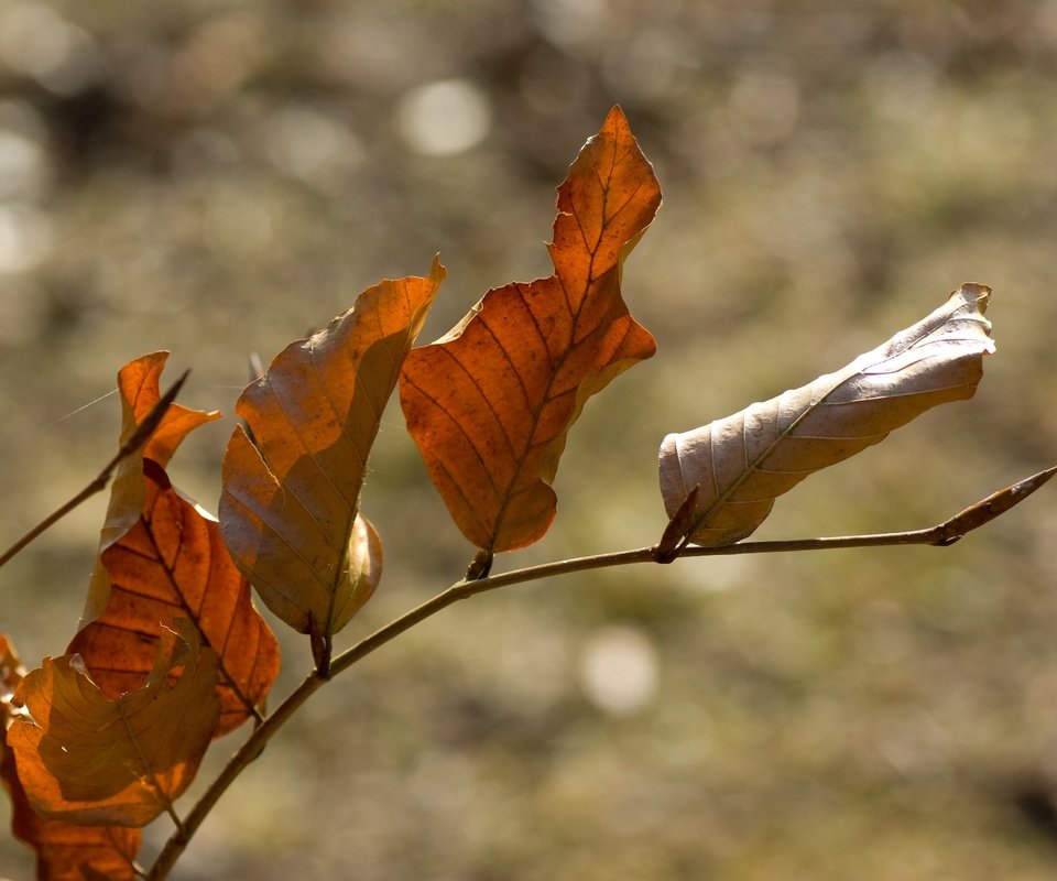 Обои ветка, природа, листья, осень, боке, сухие листья, branch, nature, leaves, autumn, bokeh, dry leaves разрешение 3872x2592 Загрузить
