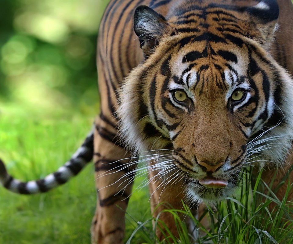 Обои тигр, морда, взгляд, хищник, дикая кошка, tiger, face, look, predator, wild cat разрешение 2048x1372 Загрузить