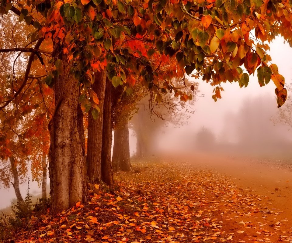 Обои дорога, деревья, природа, туман, стволы, листва, осень, road, trees, nature, fog, trunks, foliage, autumn разрешение 2048x1363 Загрузить