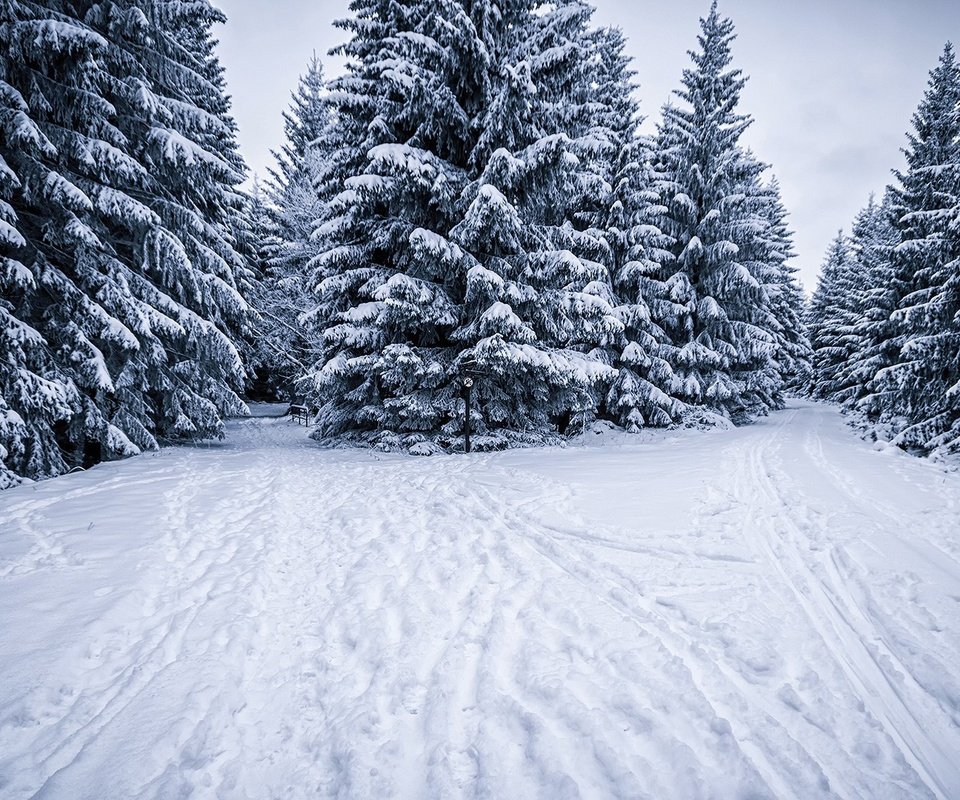 Обои снег, природа, лес, зима, следы, ели, snow, nature, forest, winter, traces, ate разрешение 1920x1080 Загрузить