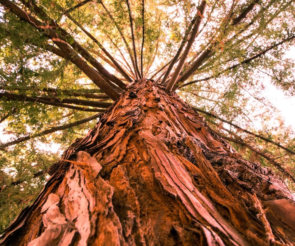 Обои дерево, ветки, ствол, кора, вид снизу, tree, branches, trunk, bark, bottom view разрешение 2048x1365 Загрузить