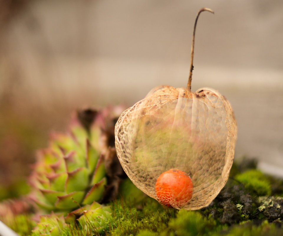 Обои размытость, семена, растение, физалис, коробочка, blur, seeds, plant, physalis, box разрешение 5181x3449 Загрузить