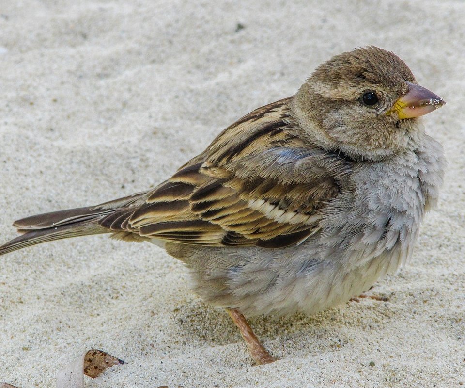 Обои природа, песок, птица, клюв, воробей, nature, sand, bird, beak, sparrow разрешение 1920x1080 Загрузить
